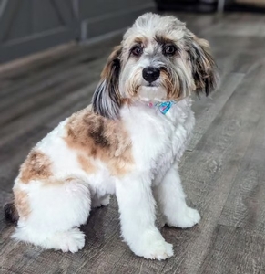 F1B Mini Bernedoodle Boji of Bingo & Goose